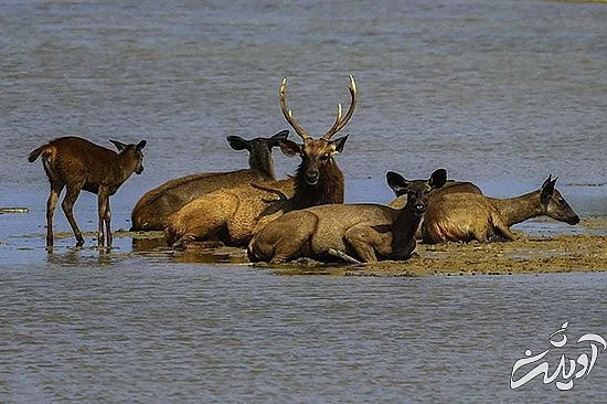 تصاویر منتخب حیات وحش در یک هفته تصاویر منتخب حیات وحش در یک هفته